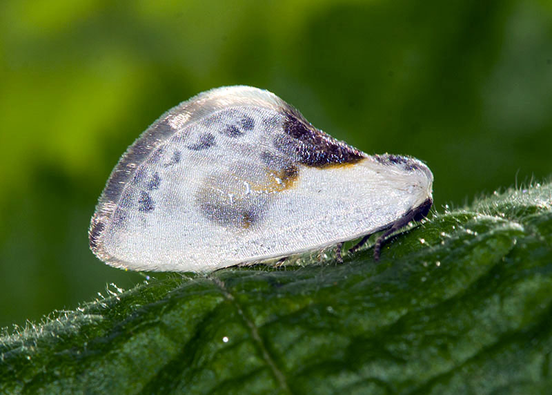 Cilix glaucata, Drepanidae